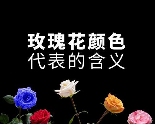 五朵不同颜色的玫瑰花各自代表什么含义？