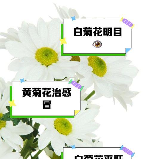 菊花有哪些特点？如何用50字左右介绍？