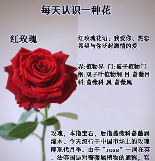 情人节女性会送男性玫瑰花吗？这是传统吗？