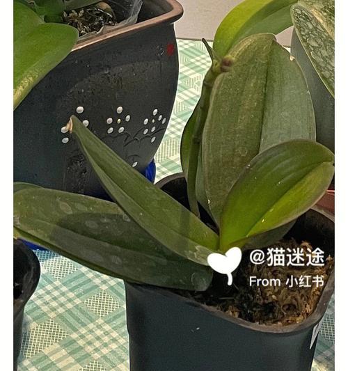 1188朵玫瑰花的含义是什么？视频中如何全面解释？