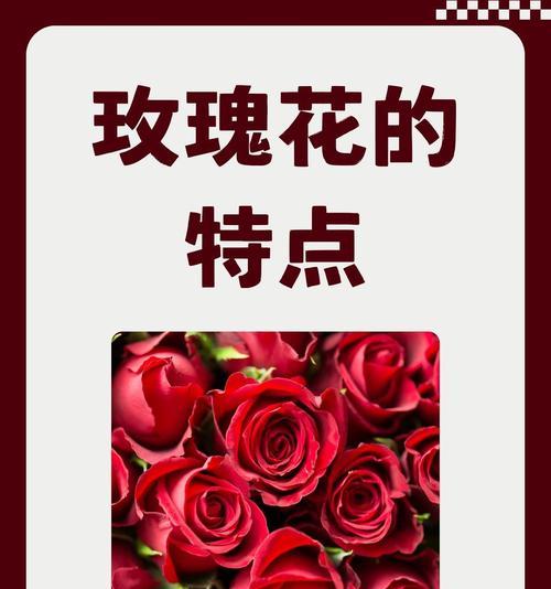 128朵玫瑰花代表什么？其花语有何深意？