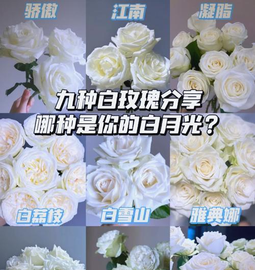 八支白玫瑰花象征什么？其含义有哪些？