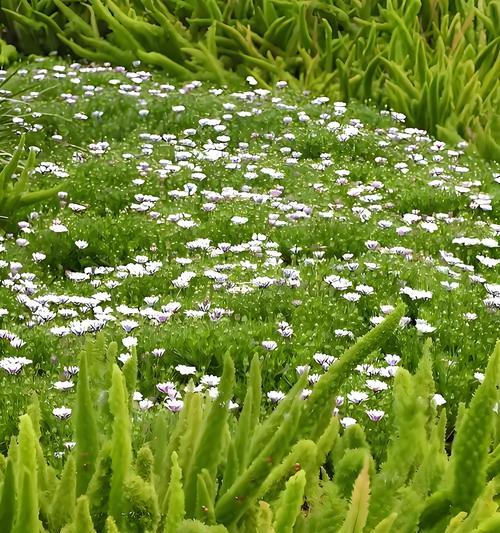 植物的共同特点是什么？它们对环境有何影响？