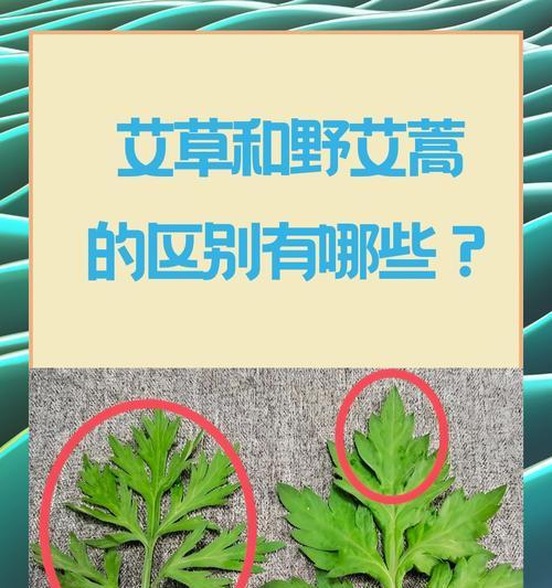 植物有哪些价值？它们在生态和经济上扮演什么角色？