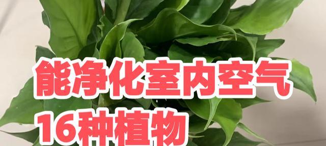 植物的作用有哪些？它们对环境有何影响？