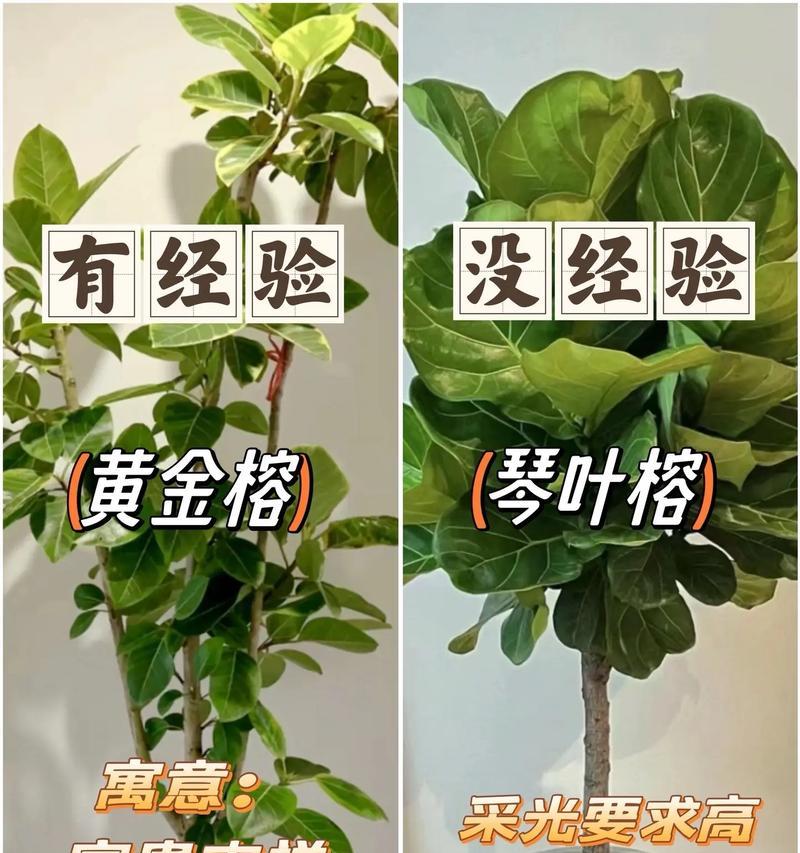 植物怎么选才高级一点的植物？有哪些技巧可以提升家居绿植的档次？