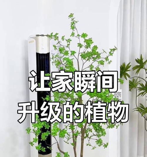 植物怎么选才高级一点的植物？有哪些技巧可以提升家居绿植的档次？