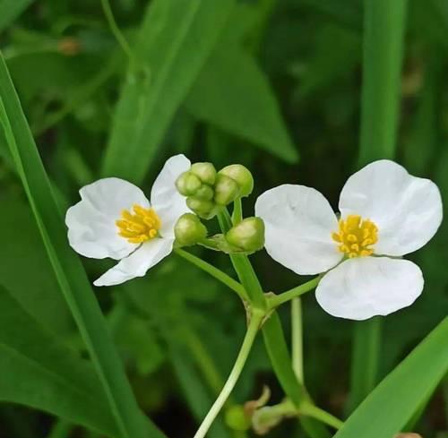 茨菇盆栽什么时候种植最好？最佳季节是什么时候？