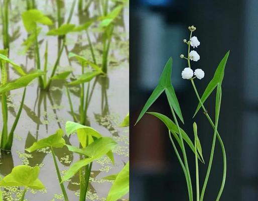 茨菇盆栽什么时候种植最好？最佳季节是什么时候？