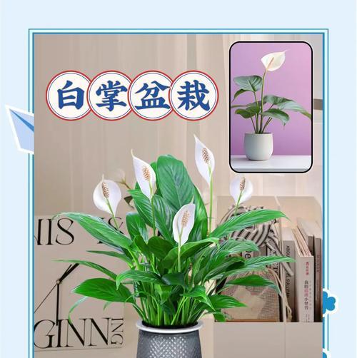 扇形植物盆栽叫什么？适合室内摆放吗？