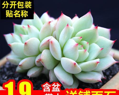 tp多肉植物的正确养护方法是什么？有哪些注意事项？