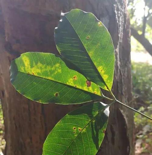 哪些植物能够生产橡胶？它们的生产过程是怎样的？