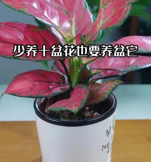 吉利红水植物的养护方法是什么？