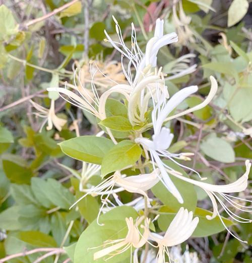 无硫磺野生花卉中有哪些值得推荐？