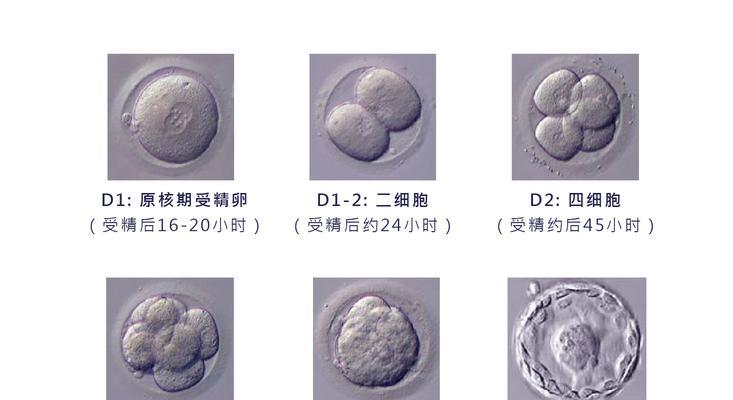 植物胚珠发育的过程是怎样的？最终会形成什么？