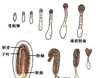 植物胚珠发育的过程是怎样的？最终会形成什么？