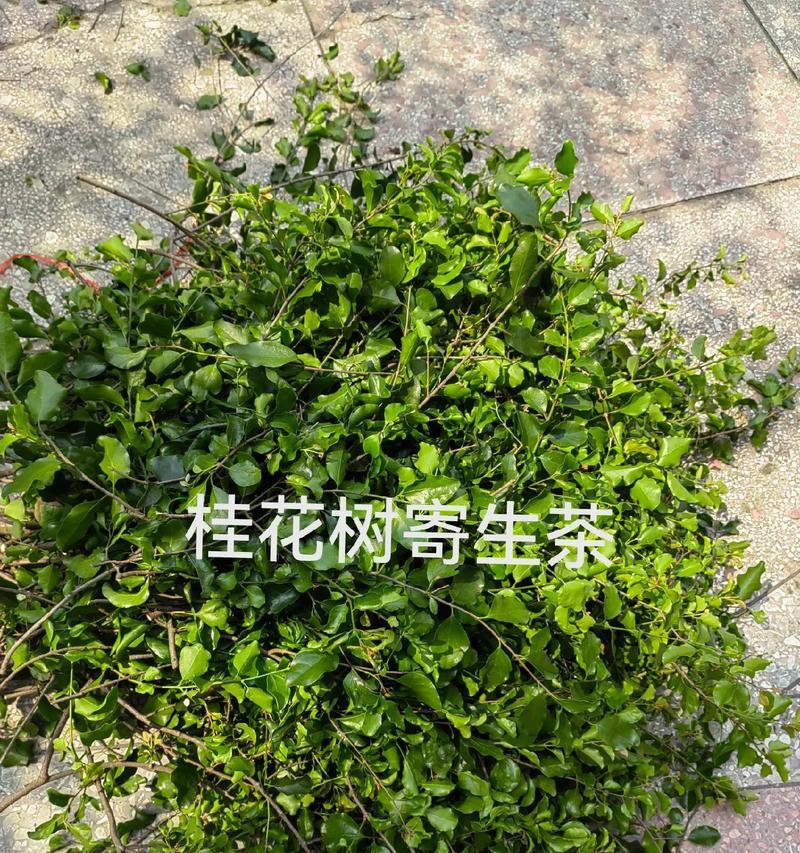 植物界中有哪些寄生植物？它们的生存方式是怎样的？