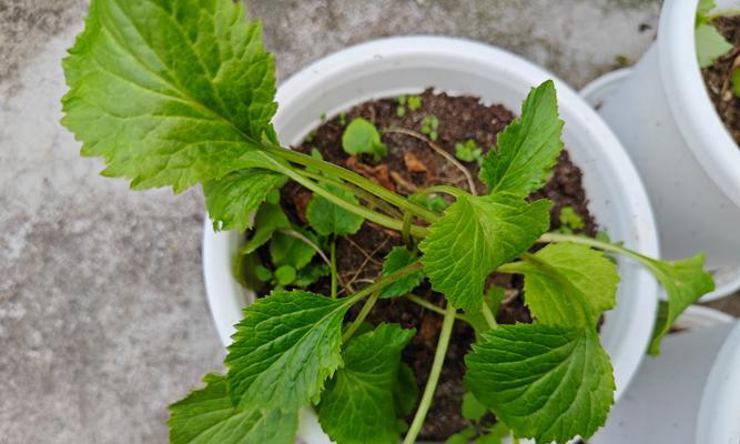 冬季宿根植物的浇水方法是什么？