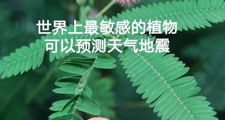 地球上有哪些特别的植物？它们的特殊之处在哪里？