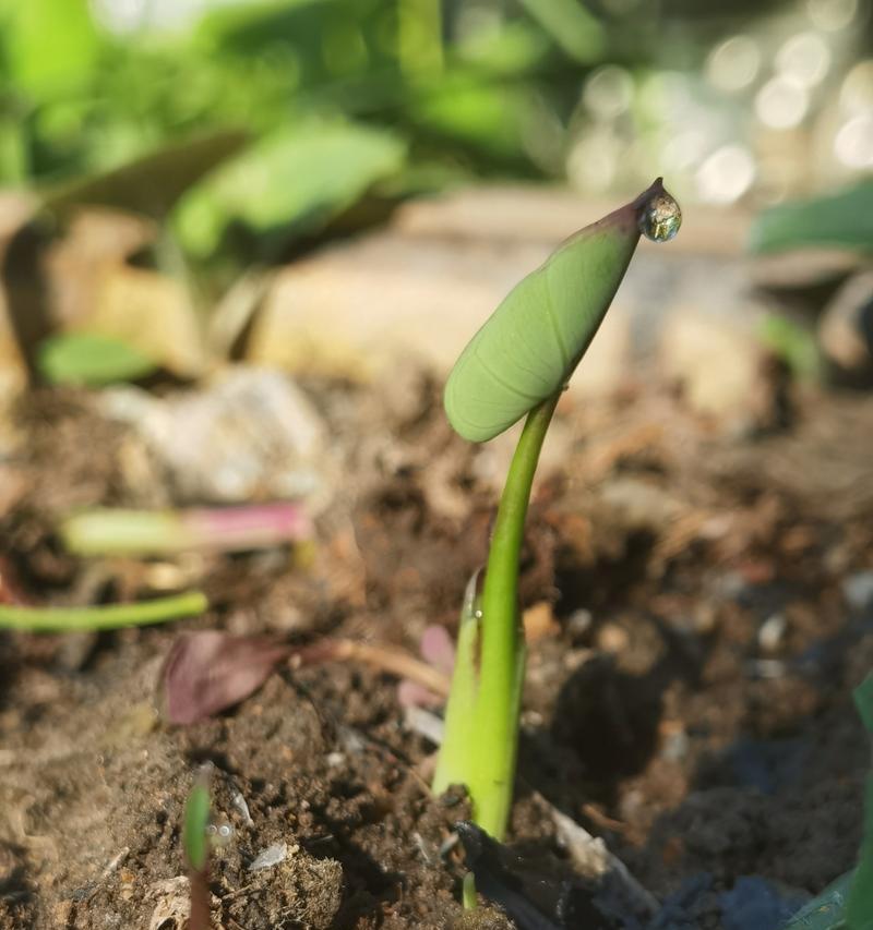 植物发芽到长根需要多长时间？影响因素有哪些？