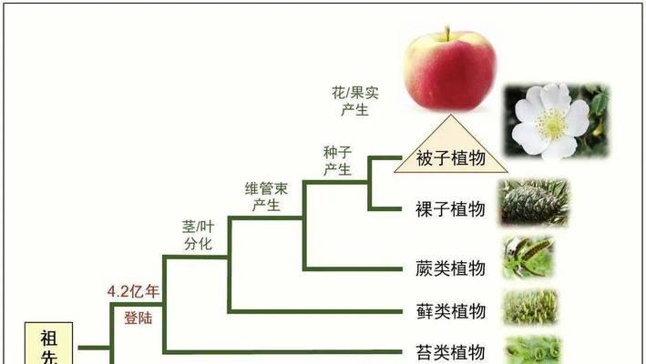 地产植物都有哪些种类？它们的名字分别是什么？