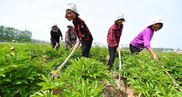 观赏百合种植户有多少？他们是如何进行种植的？