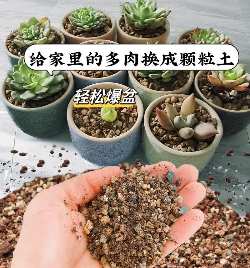 多肉植物根部养护技巧是什么？如何促进多肉植物根系生长？