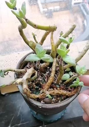 多肉植物根部养护技巧是什么？如何促进多肉植物根系生长？