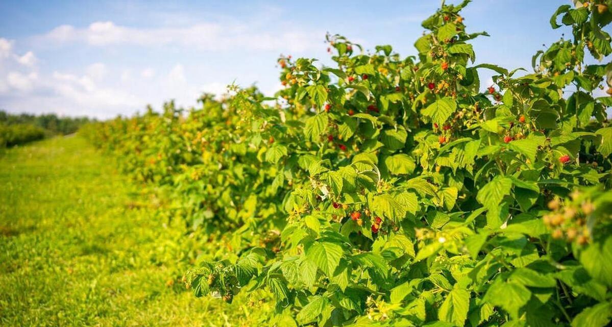 红玉金花植物有什么特点？这种植物适合在哪些环境中生长？