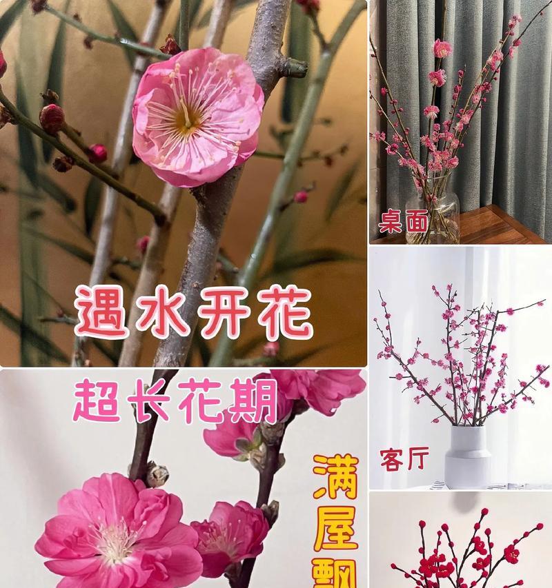 春节期间北方适合水培的花卉有哪些？水培花卉的养护要点是什么？