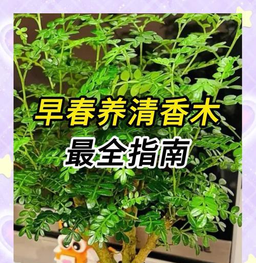 独特花卉树木的特点有哪些？如何养护？