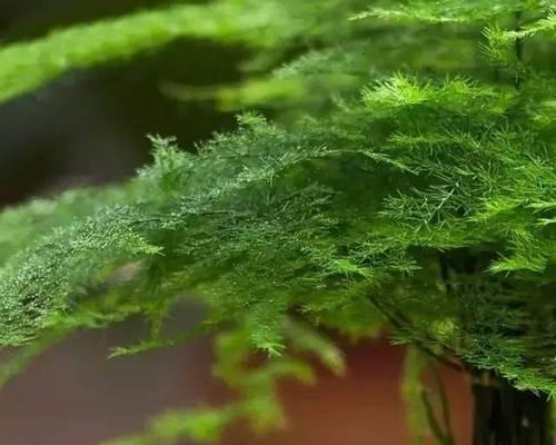 什么植物不要阳光大植物？哪些植物适合在低光环境下生长？