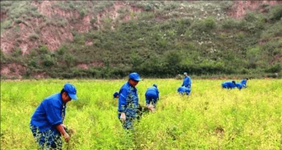 植物如何栽种在土壤里？需要注意哪些要点？