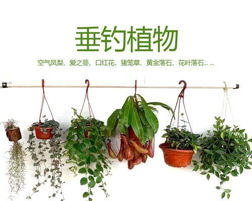 相印植物精髓是什么？如何使用？