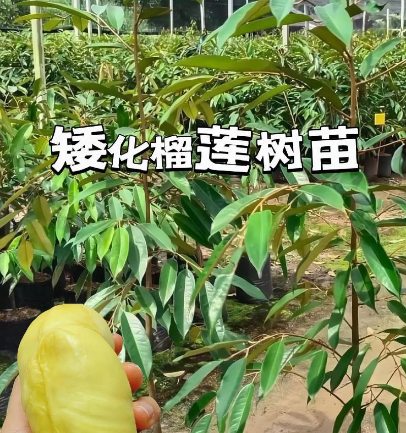 稀有植物树苗有哪些品种？如何正确种植和养护？