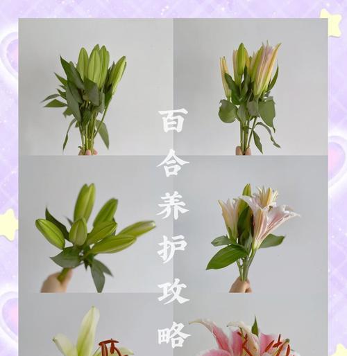 百合土培为何不长花苞？如何调整土培方法促进开花？