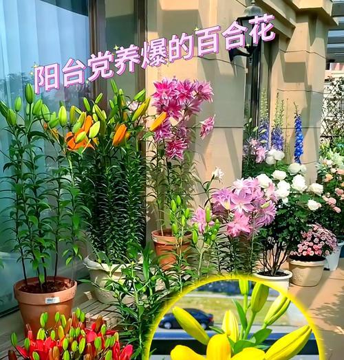 百合土培为何不长花苞？如何调整土培方法促进开花？