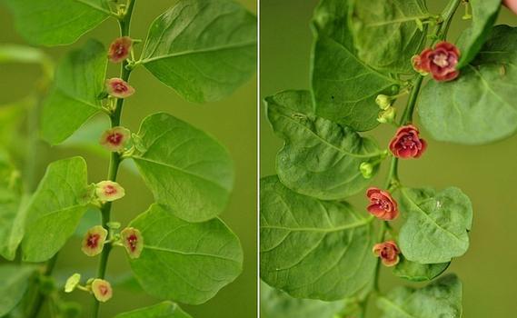 如何促进植物雌花多开花？