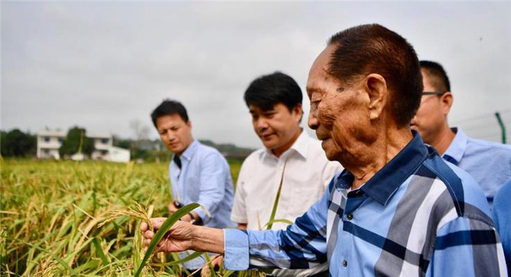 水稻育种时田间管理的关键点是什么？