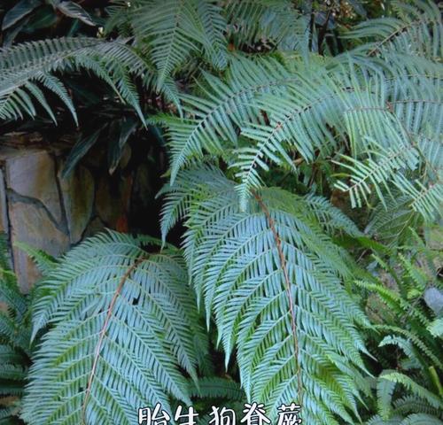 大叶子高颜值植物推荐？养护要点是什么？