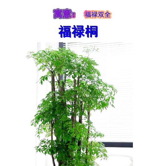 农村露天植物有哪些？如何选择适合的品种？