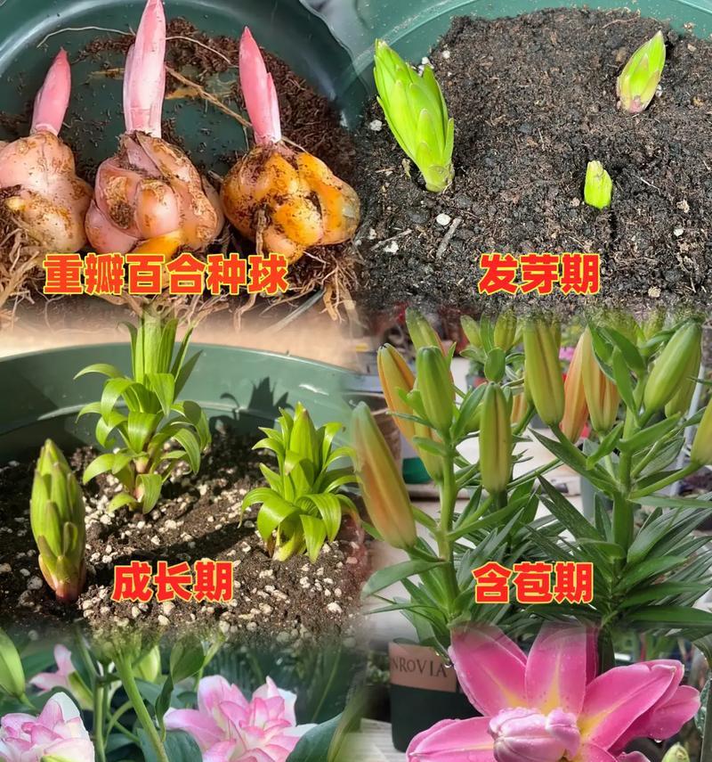 小盆子种百合怎么种植的？有哪些关键步骤？