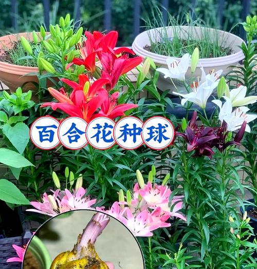 小盆子种百合怎么种植的？有哪些关键步骤？