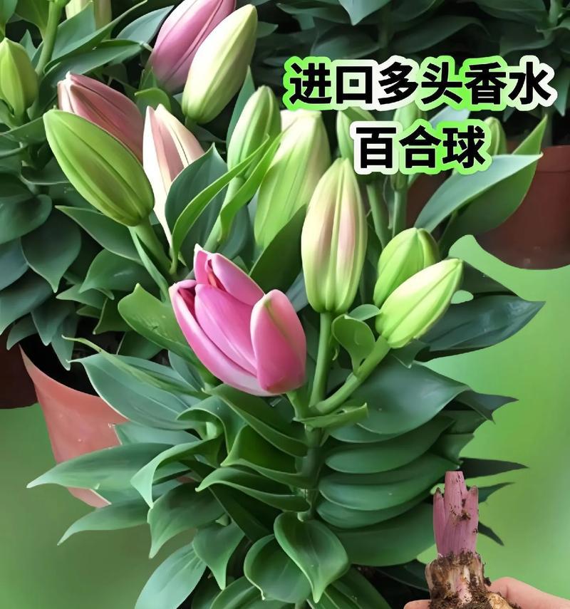 小盆子种百合怎么种植的？有哪些关键步骤？