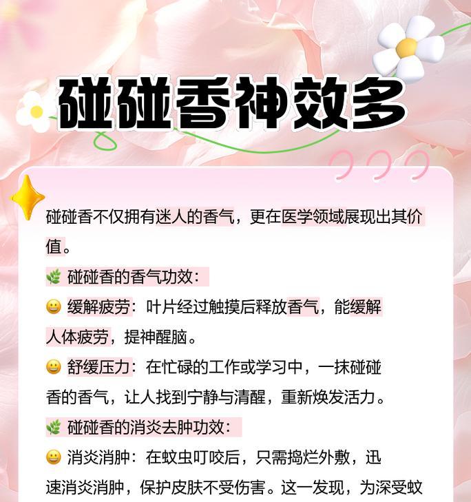 碰碰香植物的养殖方法是什么？如何保持其健康生长？