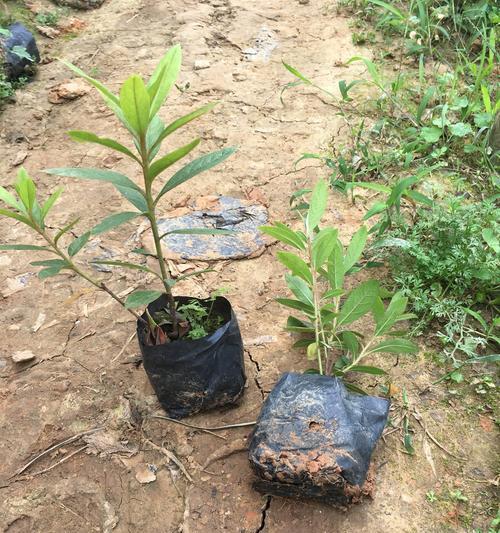 沙泥适合种植哪些花卉？如何选择易养活的植物？