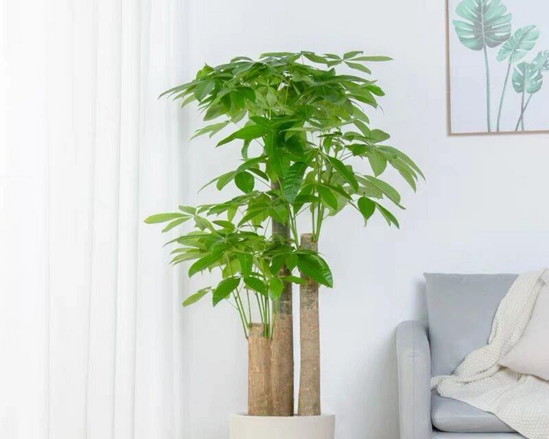 植物遮阳篷什么植物好养？适合遮阳篷的植物有哪些？