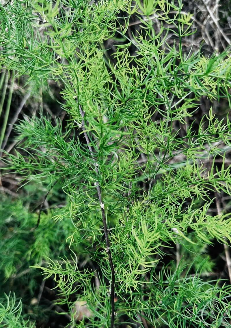 植物遮阳篷什么植物好养？适合遮阳篷的植物有哪些？