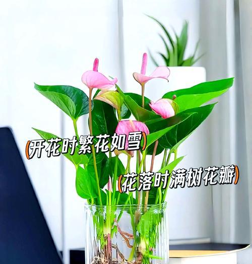 阳台上的懒人植物如何轻松养护？