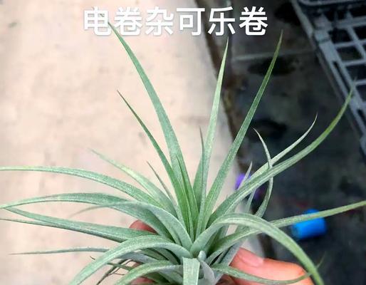 无土菠萝植物如何养护？有哪些注意事项？